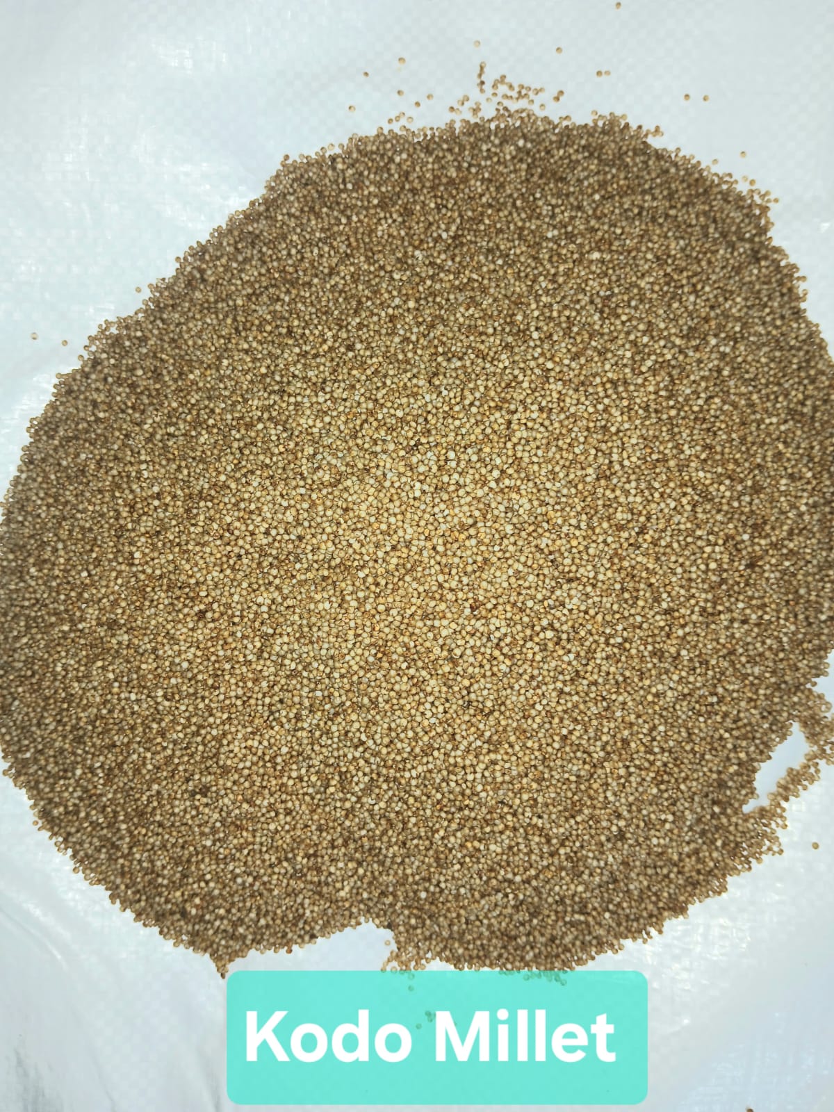Kodo Millet
