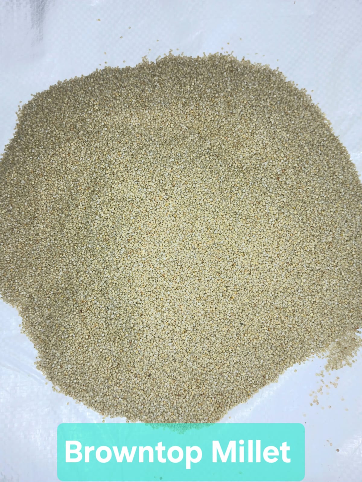 Browntop Millet