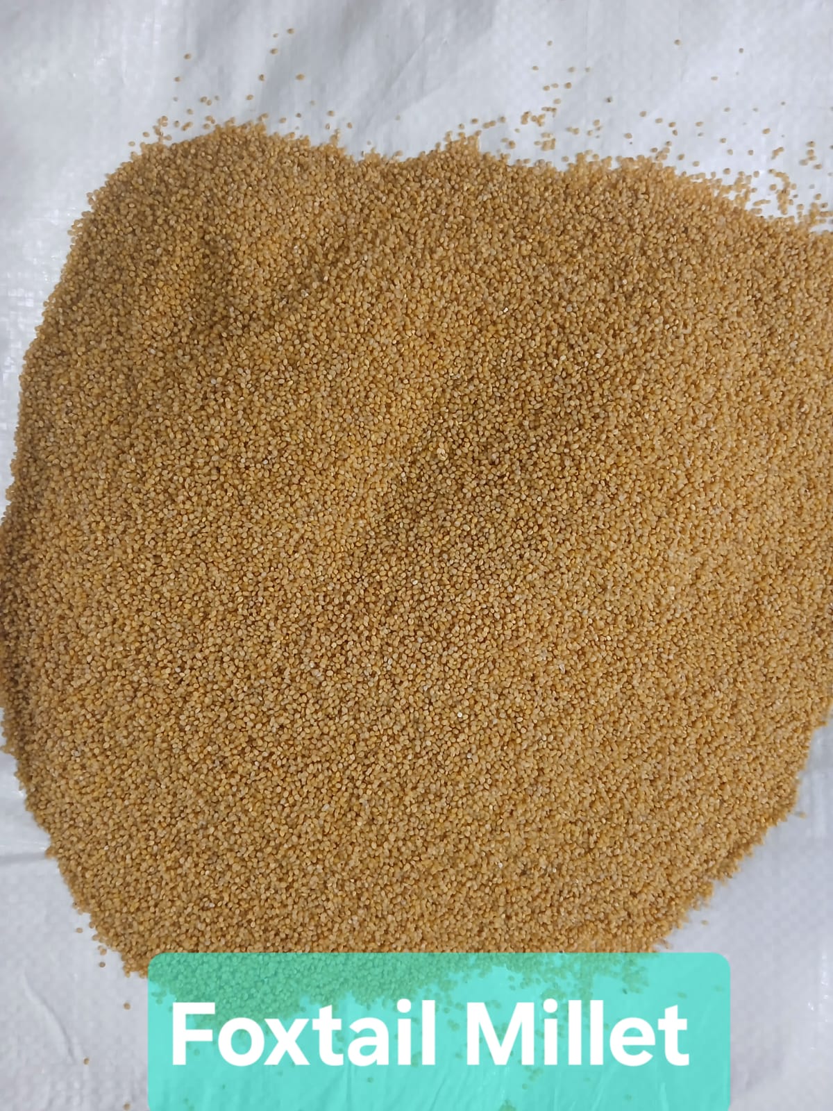 Foxtail Millet