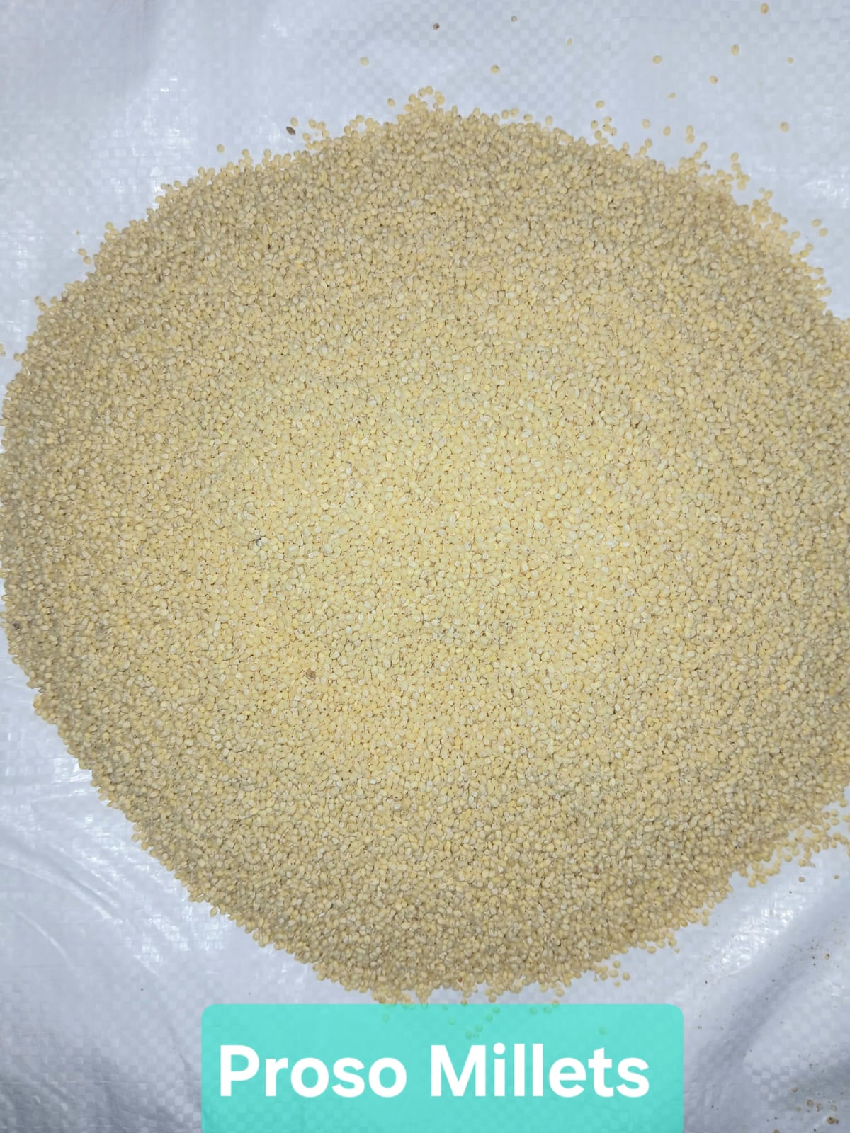 Proso Millet